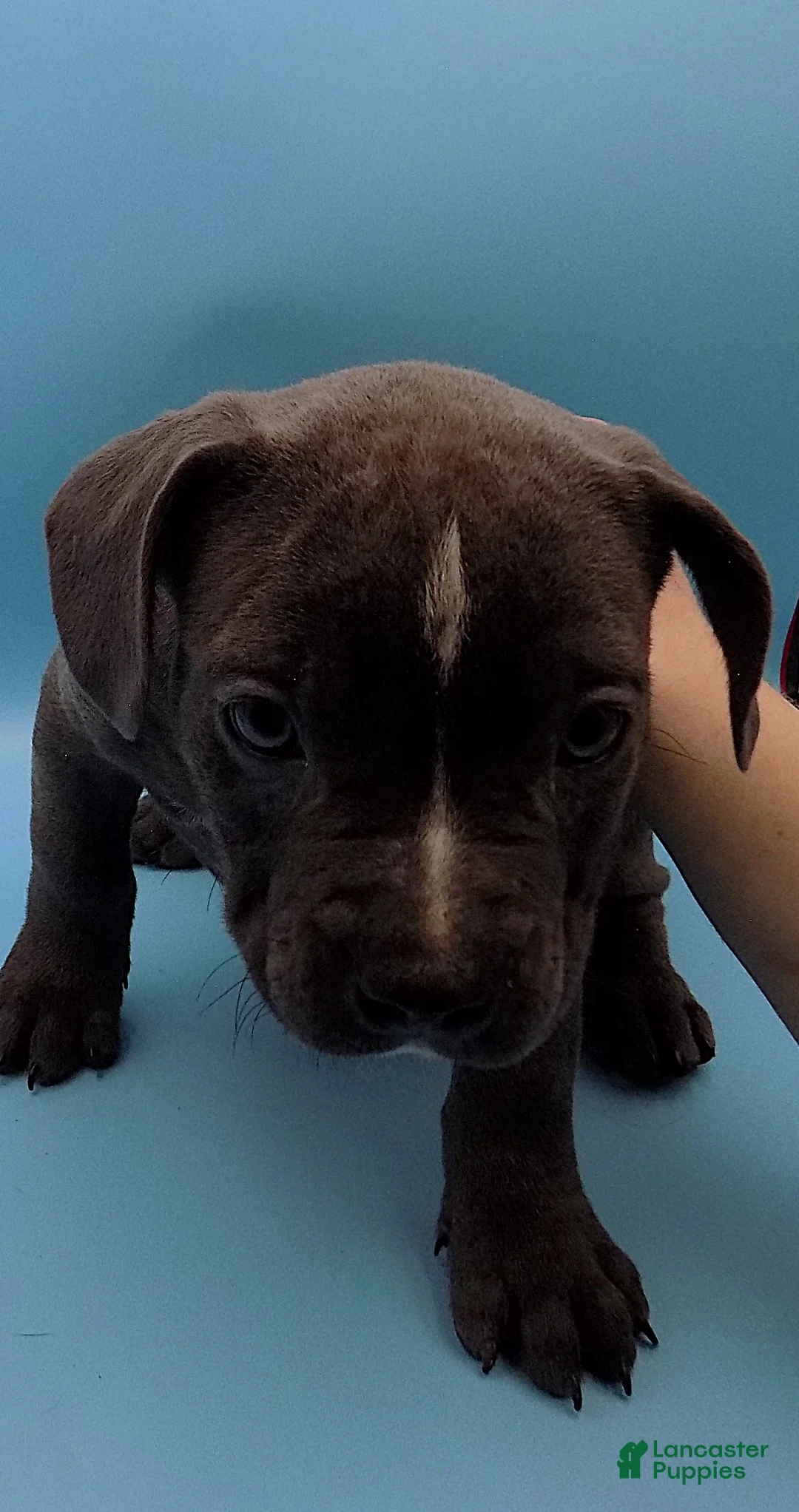 Mixed Breed dogs for sale: Lucille - Ad 7