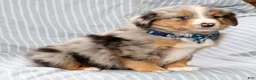 Australian Shepherd dogs for sale: Kayce - Ad 8
