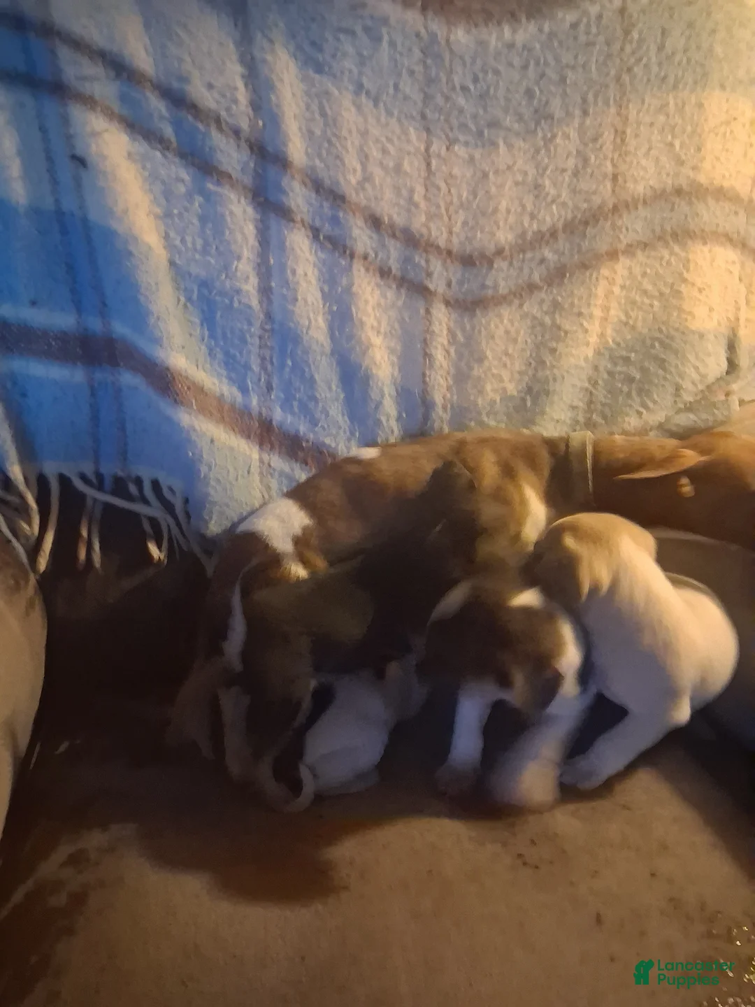 Mixed Breed dogs for sale: Mixed Breed Puppy 4 - Ad 15