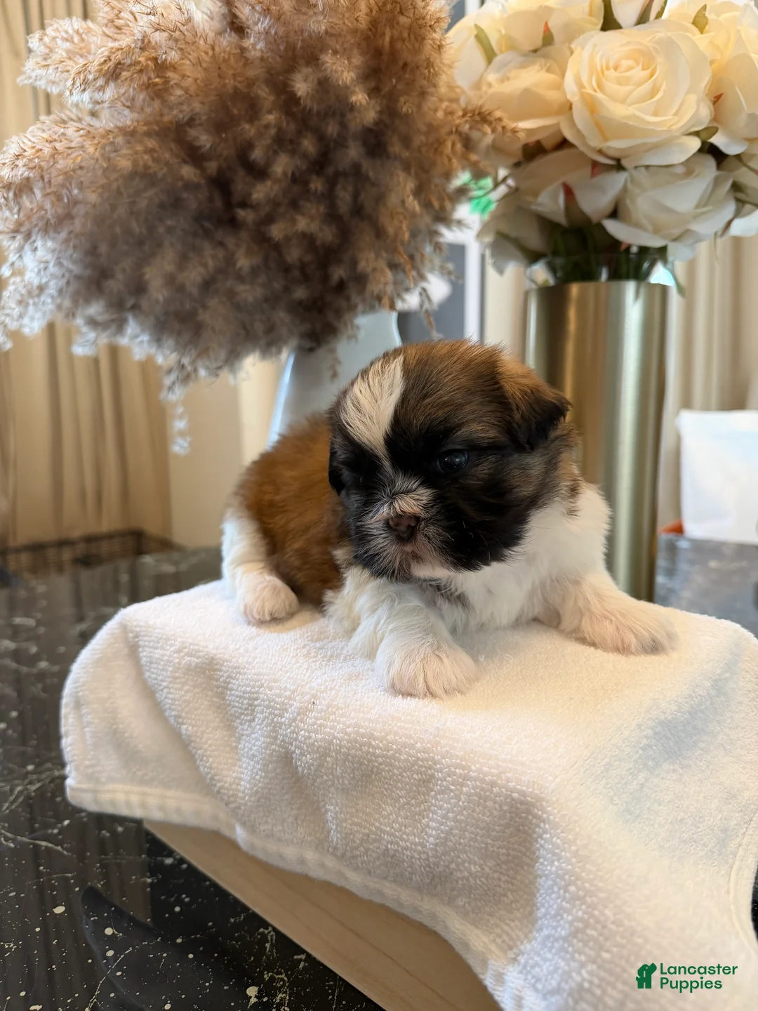 Shih Tzu dogs for sale: Sunshine ☀️ | Male - Price Negotiable - Ad 2