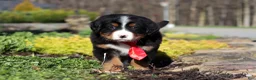 Bernese Mountain Dog dogs for sale: Champ - Ad 7