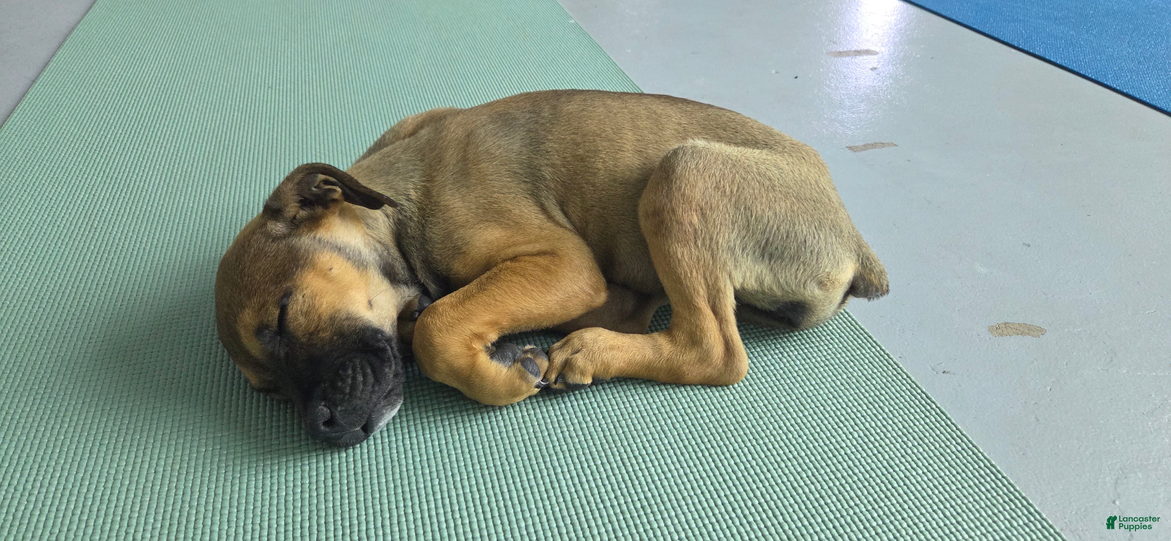 Mixed Breed dogs Bandogge Sable F1 - Ad 37