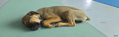 Bandogge Sable F1