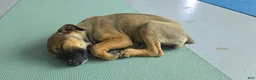 Mixed Breed dogs for sale: Bandogge Sable F1 - Ad 1