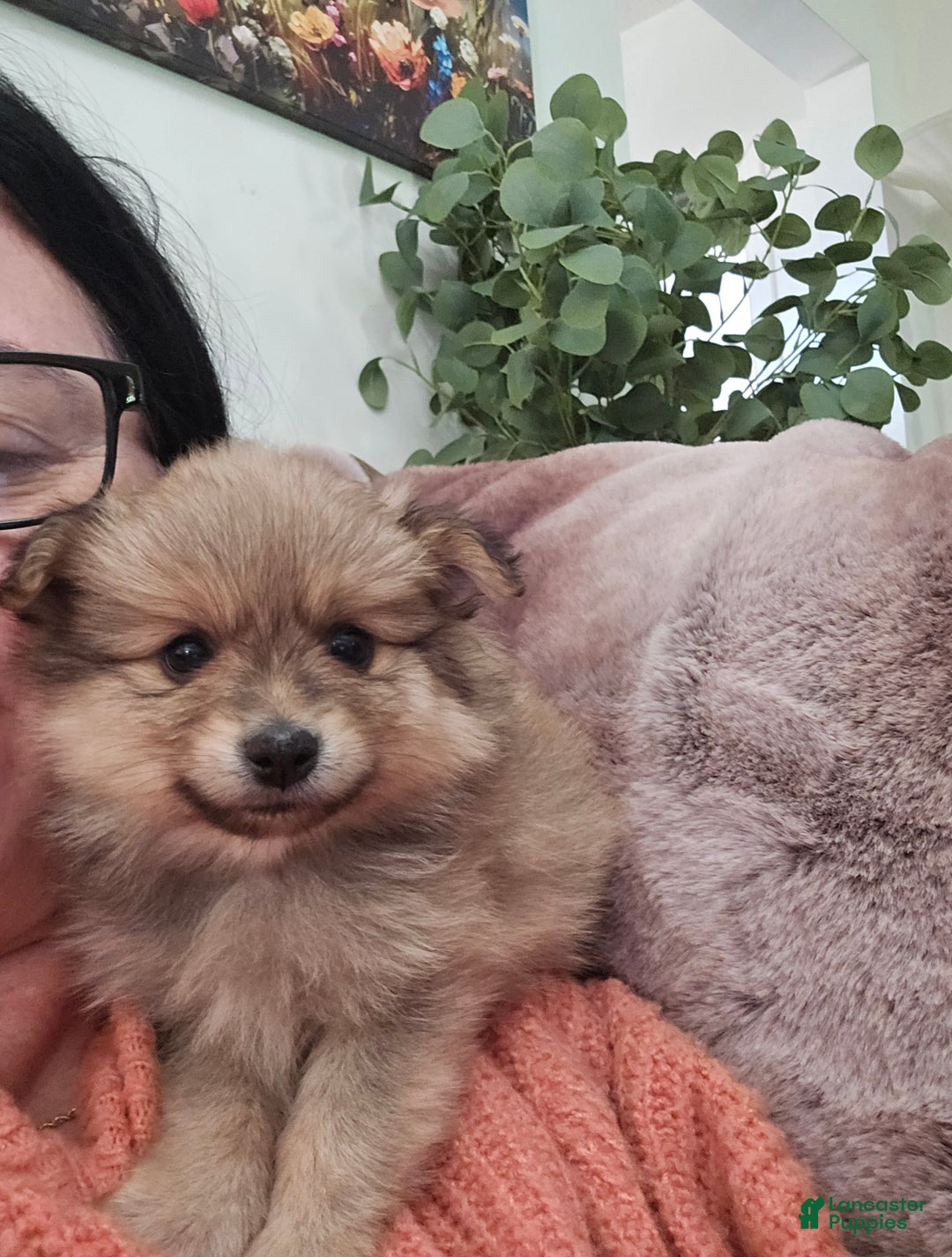 Pomeranian dogs for sale: Baby boy - Ad 1