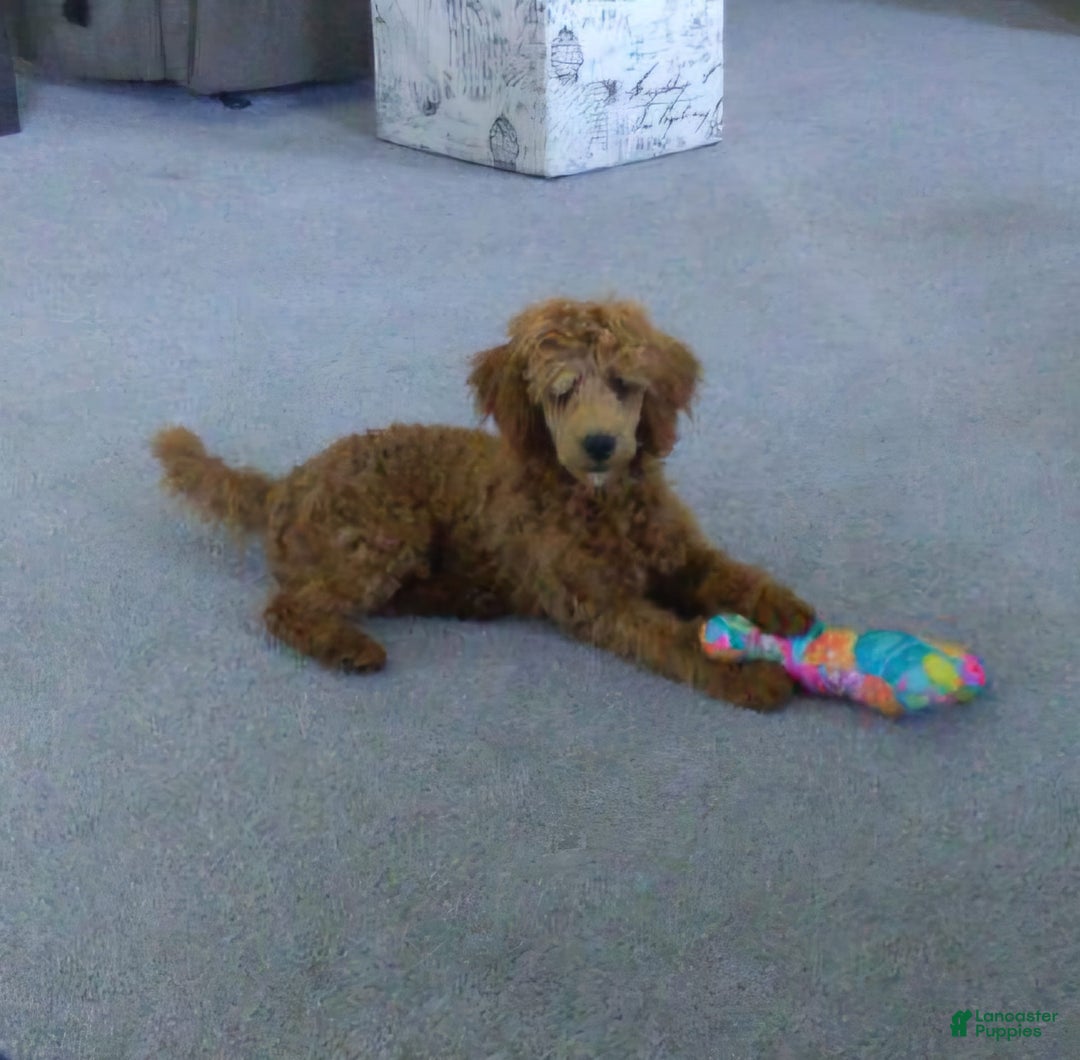 Mini Goldendoodle dogs for sale: Bella - Ad 5