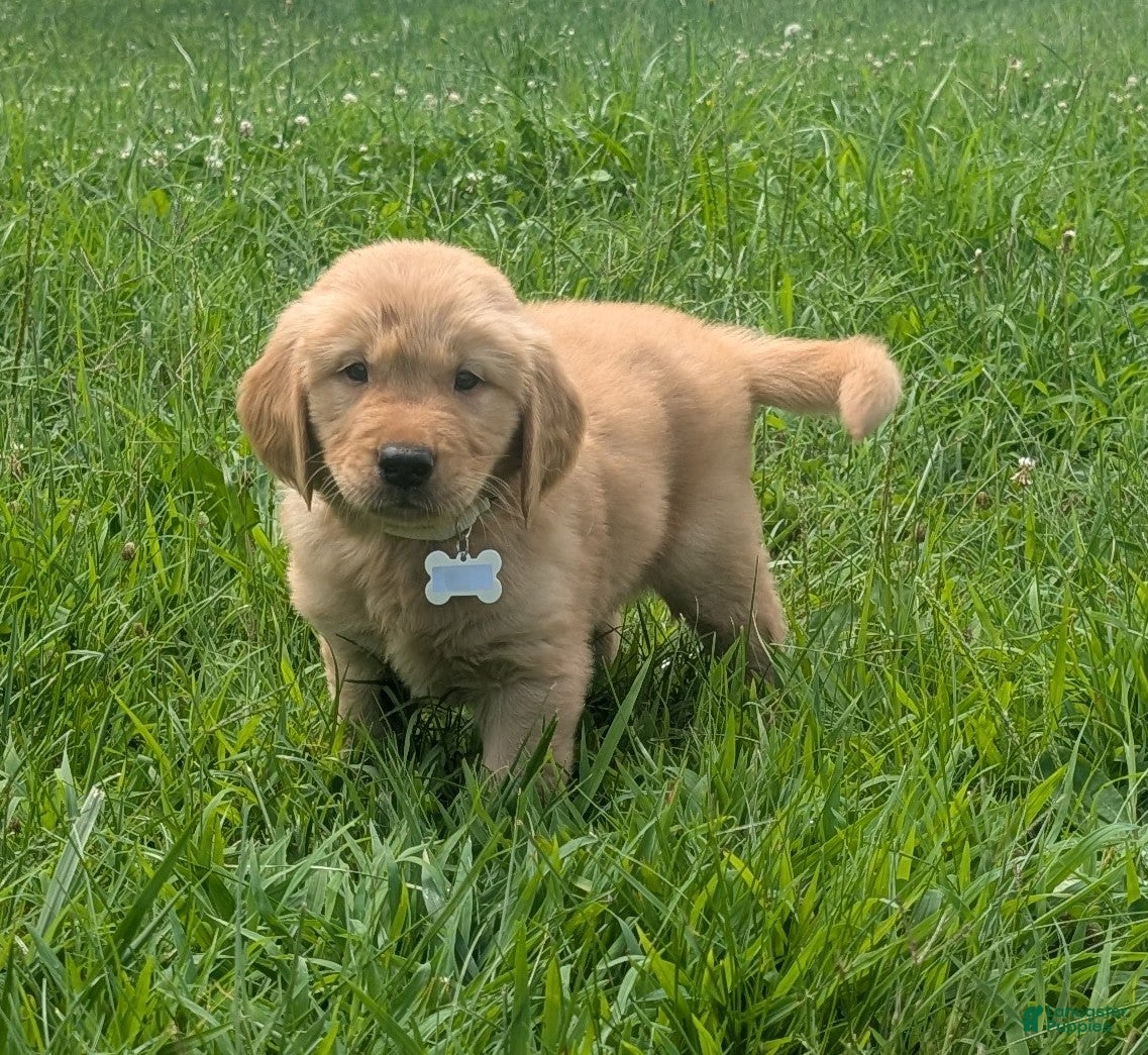 Golden Retriever dogs Max - Ad 2