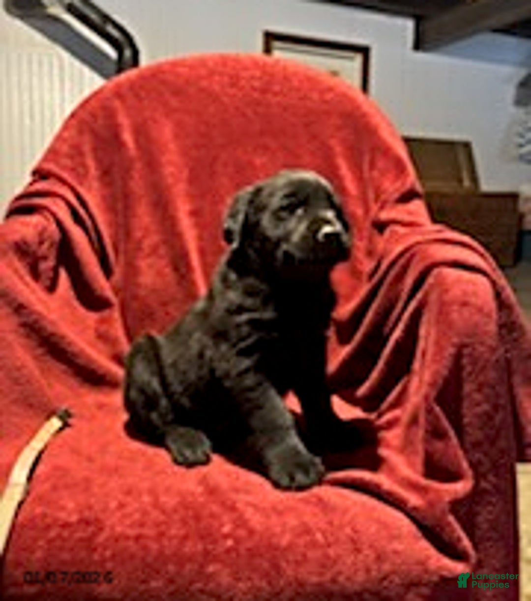 Goldador dogs for sale: Adam - Ad 1