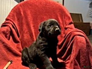 Goldador dogs Adam - Ad 8