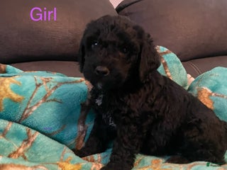 Goldendoodle dogs Goldendoodle Puppy 5 - Ad 12