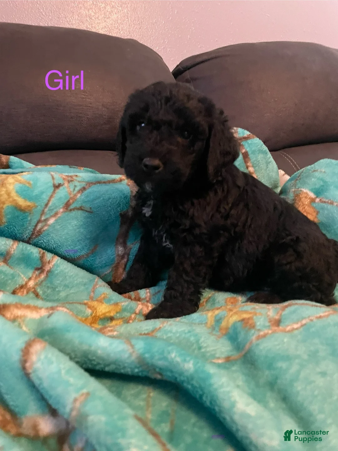 Goldendoodle dogs for sale: Goldendoodle Puppy 5 - Ad 1