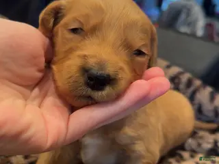 Golden Retriever dogs Pink - Ad 7