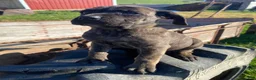 Cane Corso dogs for sale: Callie - Ad 9