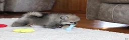 Pomeranian dogs for sale: Teddy - Ad 5