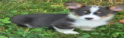 Welsh Corgi Pembroke dogs for sale: Lobo the low rider  - Ad 5