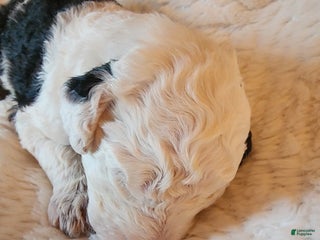 Mixed Breed dogs Marigold - Ad 17