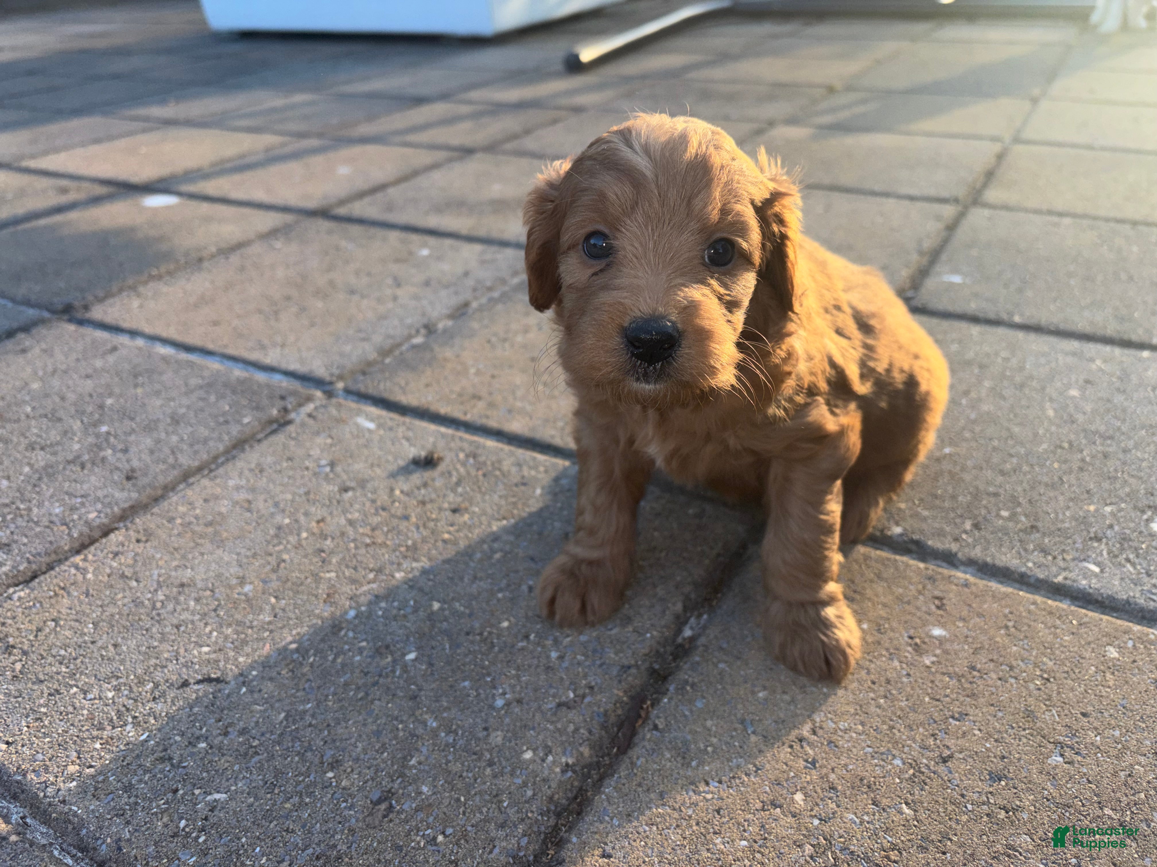 Mini Goldendoodle dogs for sale: Ruby  - Ad 9