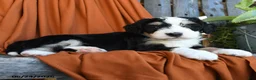 Bernedoodle dogs for sale: Quilla - Ad 3
