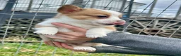 Welsh Corgi Pembroke dogs for sale:  Bingo  - Ad 1