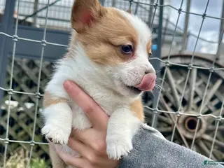 Welsh Corgi Pembroke dogs for sale: Bingo - Ad 4