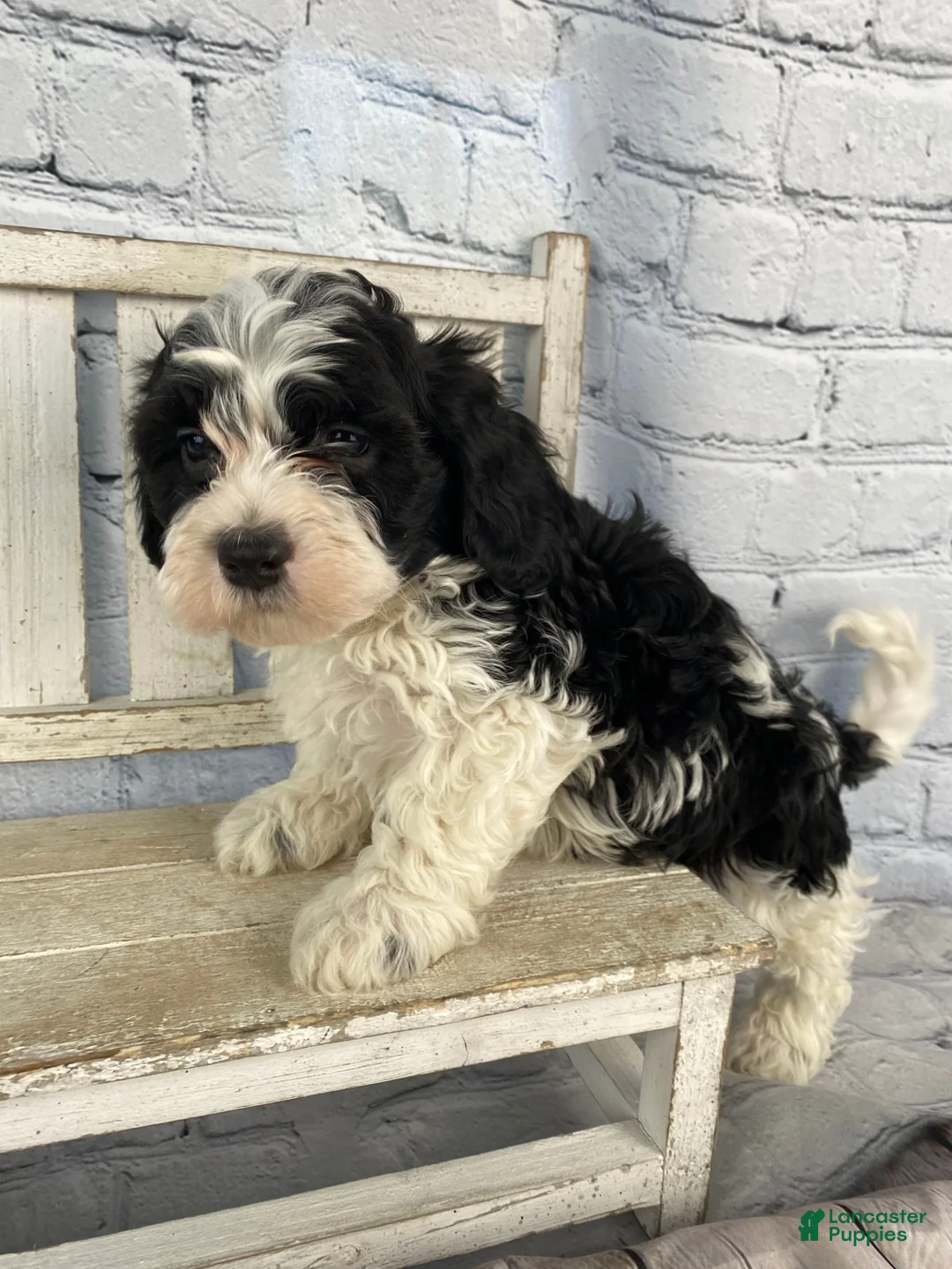 Cavapoo dogs for sale: Bandit - Ad 2