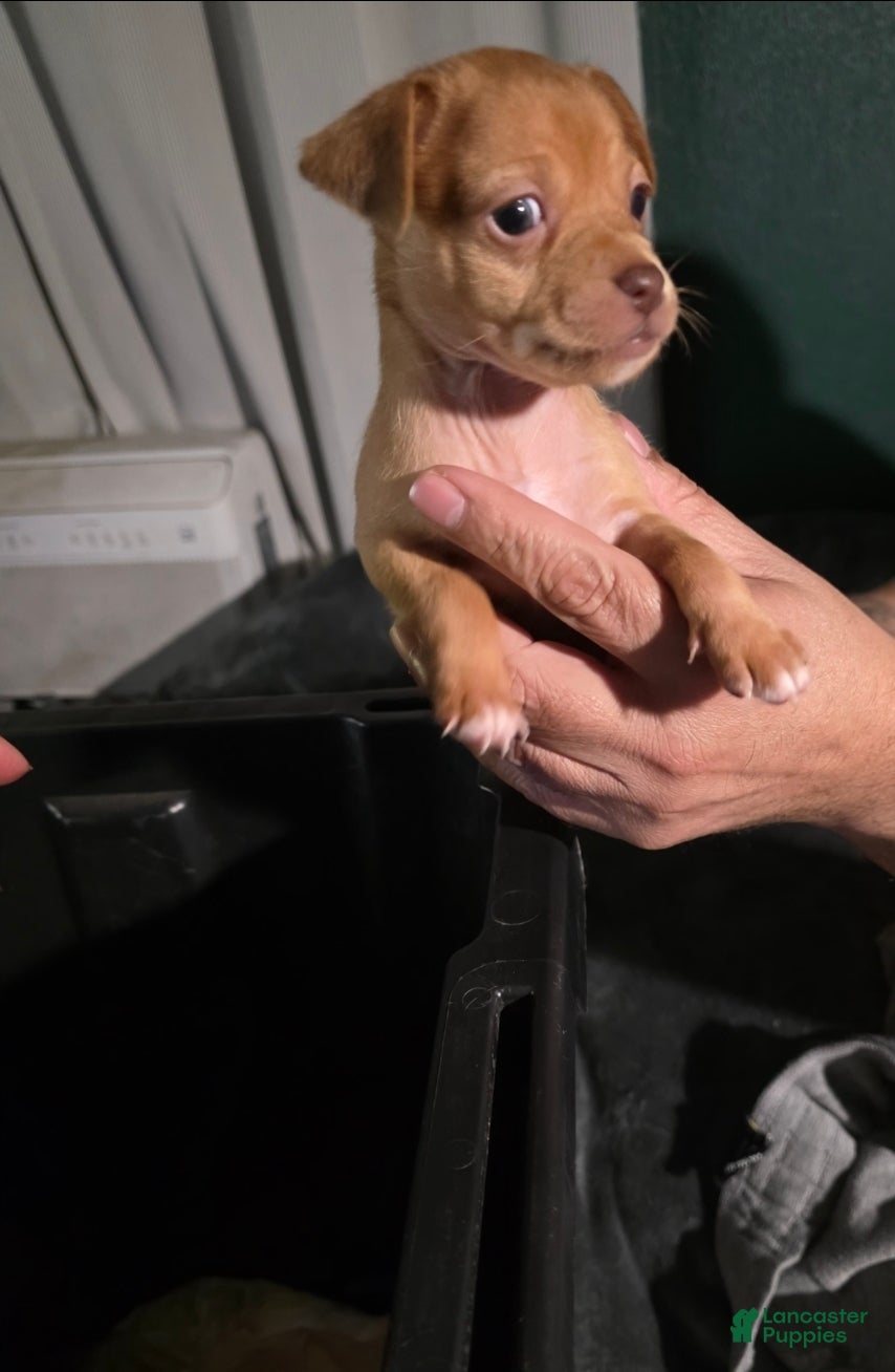 Chiweenie dogs Chiweenie Puppy 7 - Ad 10