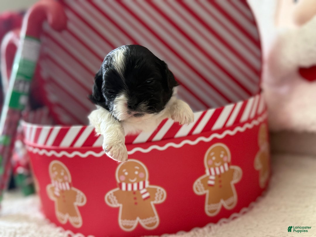 Shihpoo dogs for sale: Glinda  - Ad 2