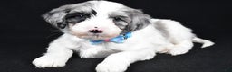 Sheepadoodle dogs for sale: Cole - Ad 2