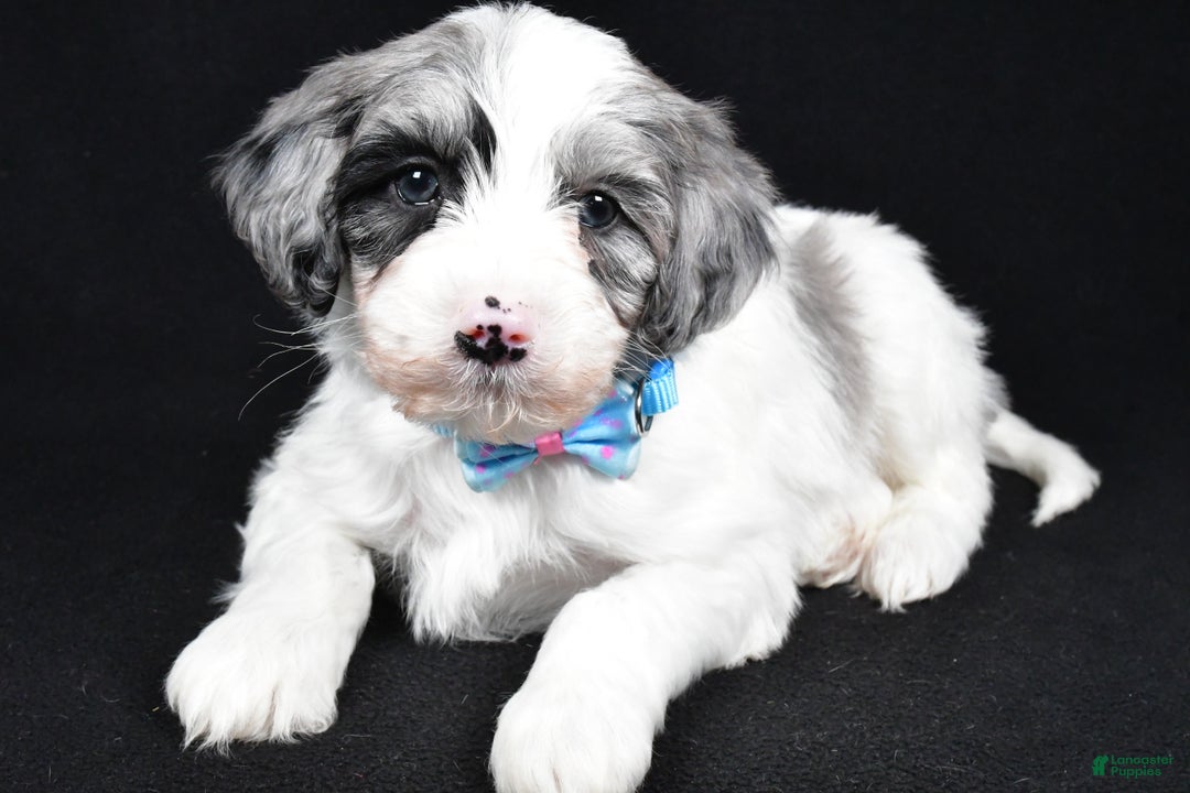Sheepadoodle dogs for sale: Cole - Ad 2
