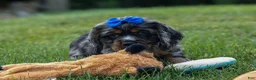 Cocker Spaniel dogs for sale: Dakota 🐶💙 - Ad 8