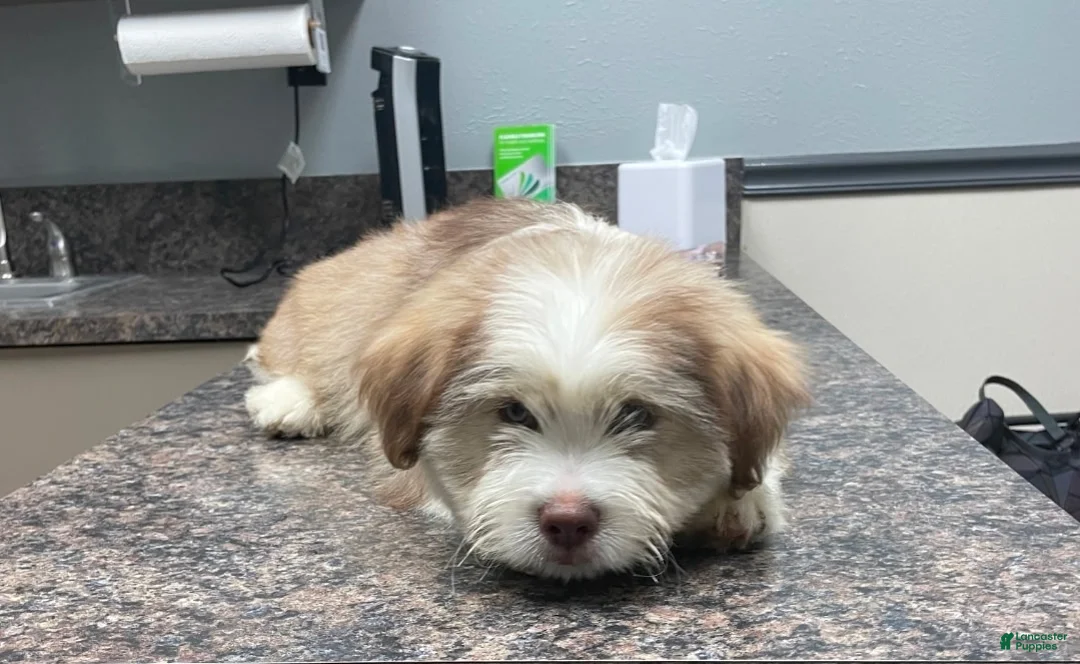 Mixed Breed dogs for sale: Mixed Breed Puppy 4 - Ad 2