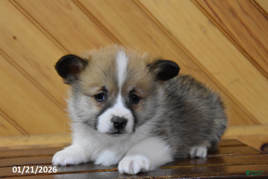 Welsh Corgi Pembroke dogs for sale: Swagger - Ad 1