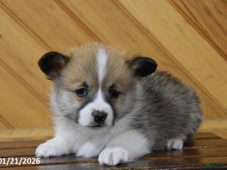 Welsh Corgi Pembroke dogs Swagger - Ad 36