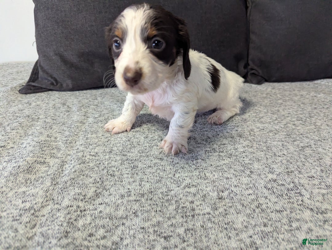 Miniature Dachshund dogs for sale: Sky - Ad 3