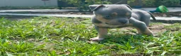 American Bully dogs for sale: Leviathan  - Ad 24