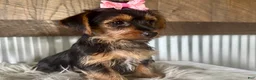 Yorkshire Terrier dogs for sale: Sage - Ad 2