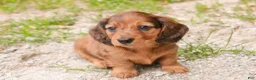 Miniature Dachshund dogs for sale: Asher Miniature Dachshund - Ad 8