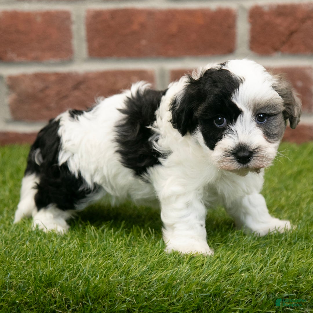 Havapoo dogs for sale: Bear - Ad 4