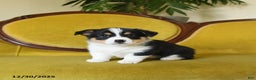 Welsh Corgi Pembroke dogs for sale: Prince    - Ad 6
