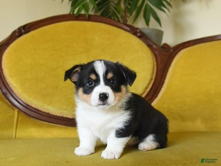 Welsh Corgi Pembroke dogs Prince - Ad 7