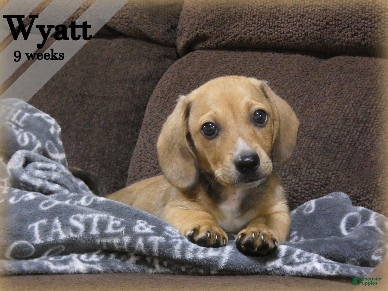 Dachshund dogs Wyatt - Ad 1