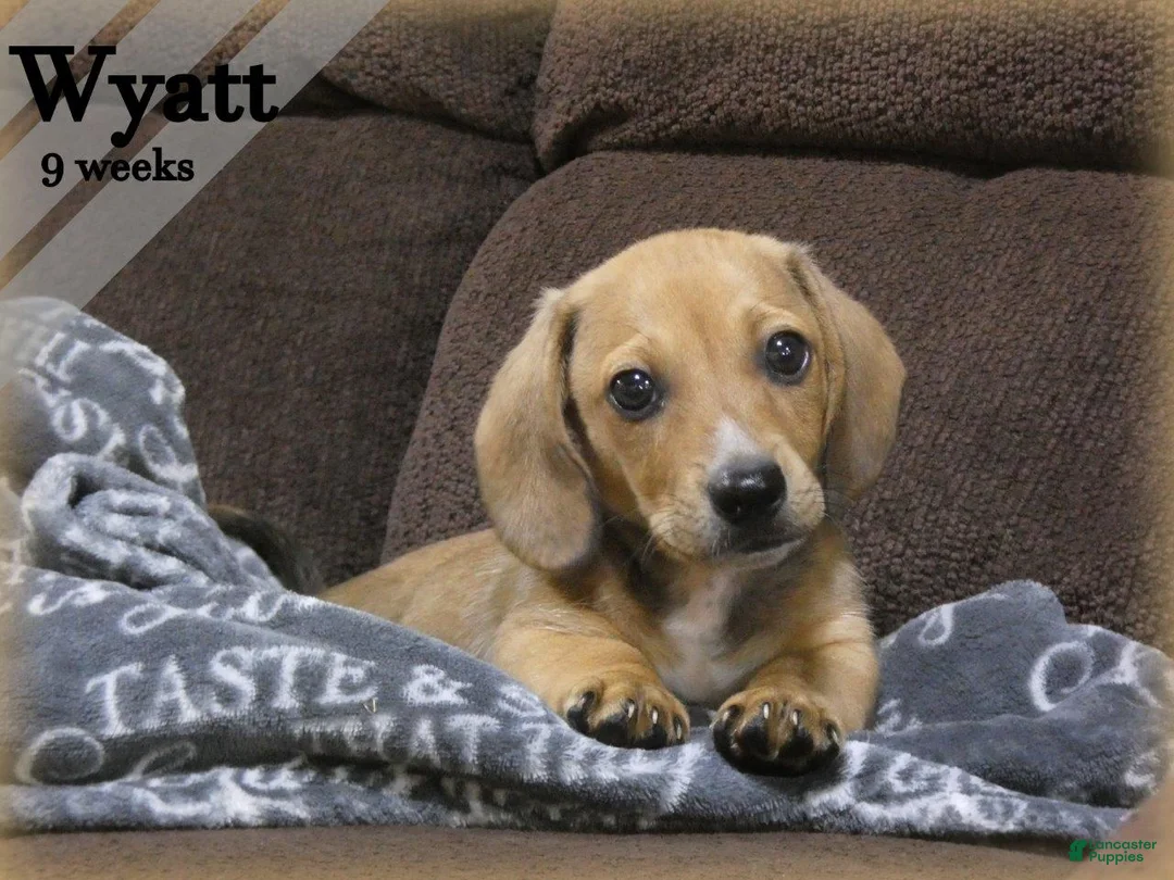 Dachshund dogs for sale: Wyatt - Ad 1