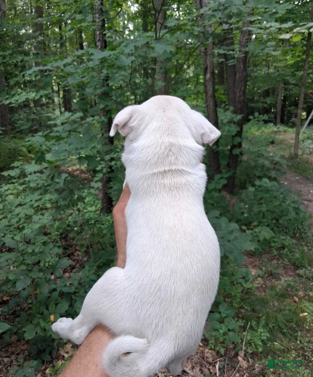 Pug dogs for sale: Kasper - Ad 2
