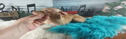 Chihuahua dogs for sale: Hand DELIVERY teacup underbite - Ad 4