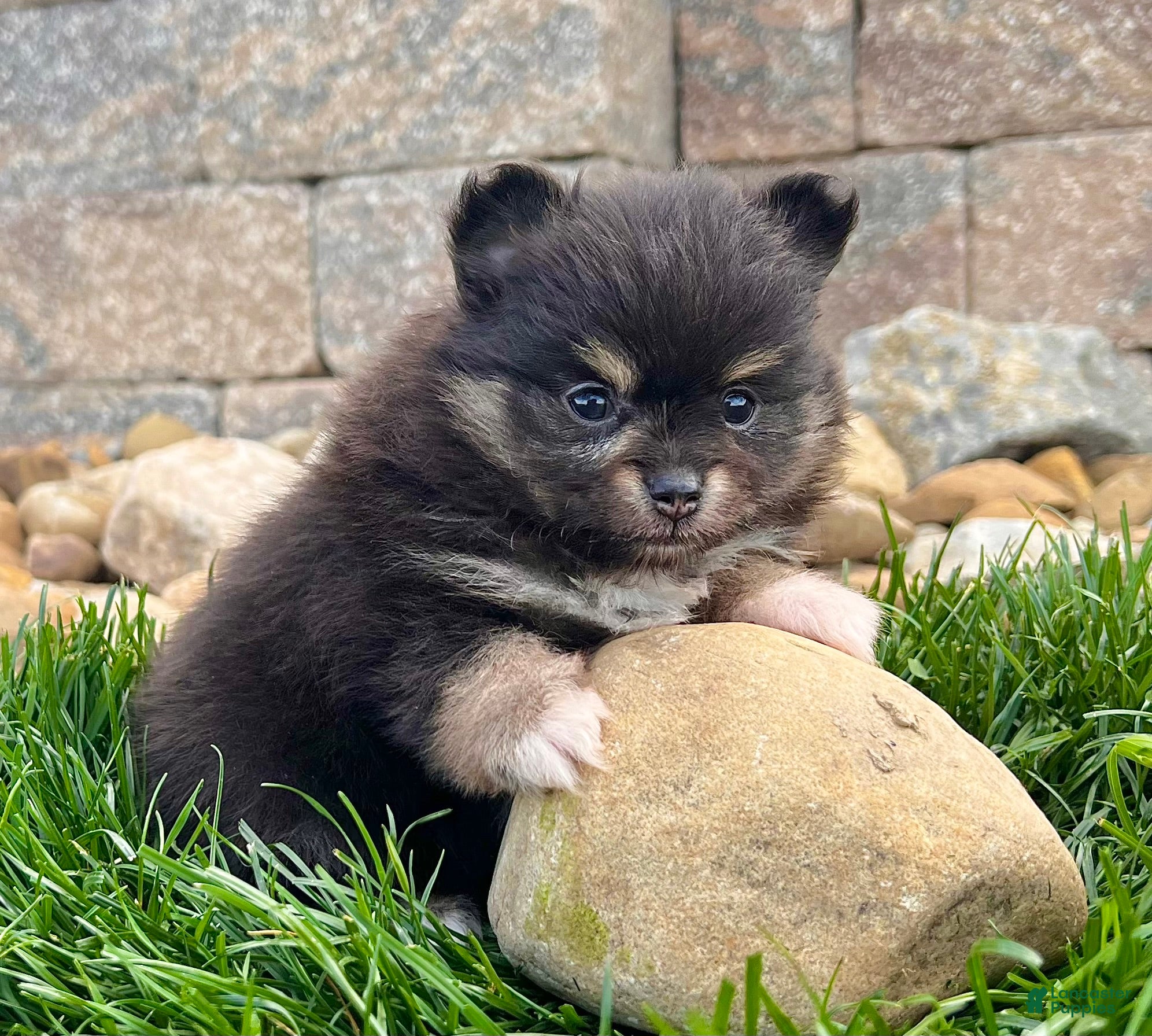Pomeranian dogs Minnie - Ad 2