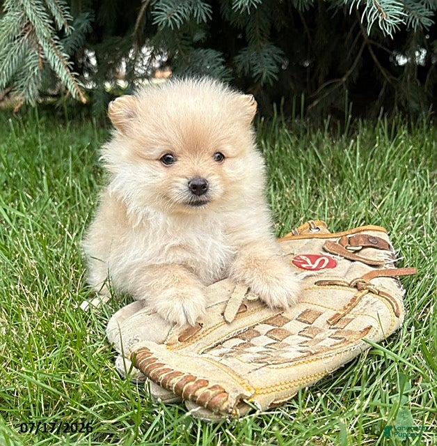 Pomeranian dogs Milo - Ad 2