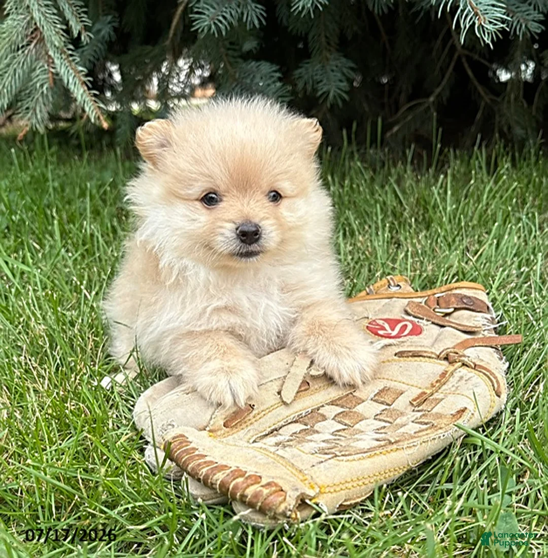 Pomeranian dogs for sale: Milo - Ad 2