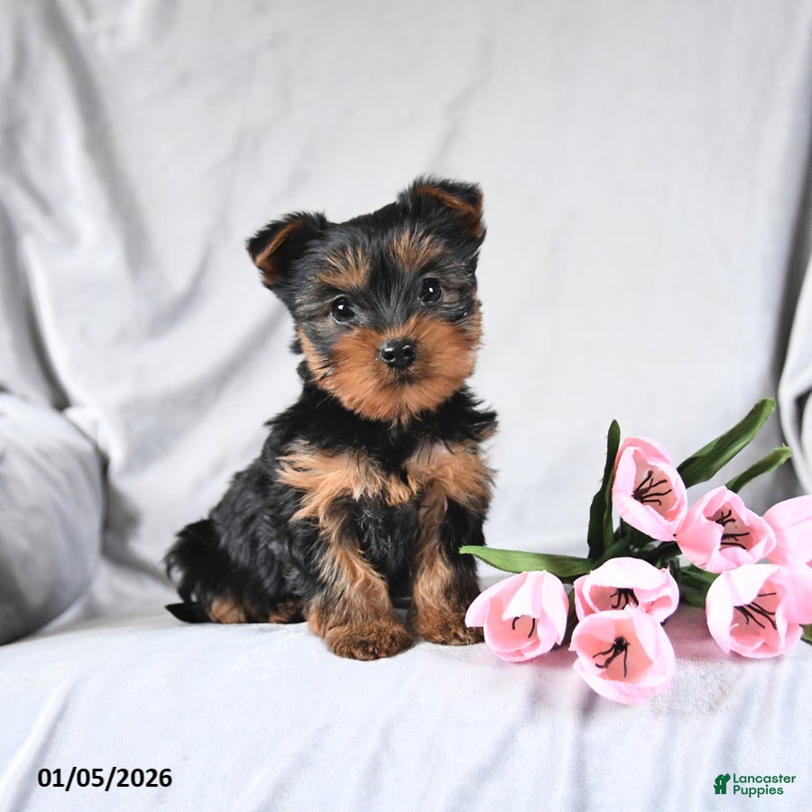 Yorkshire Terrier dogs Lucky - Ad 26