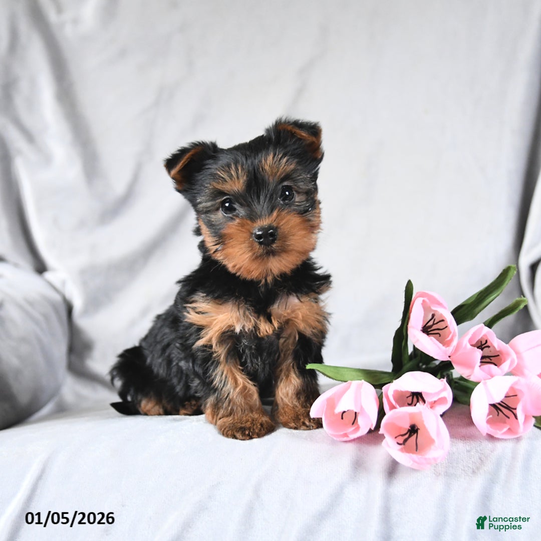 Yorkshire Terrier dogs for sale: Lucky - Ad 1
