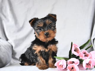 Yorkshire Terrier dogs Lucky - Ad 30